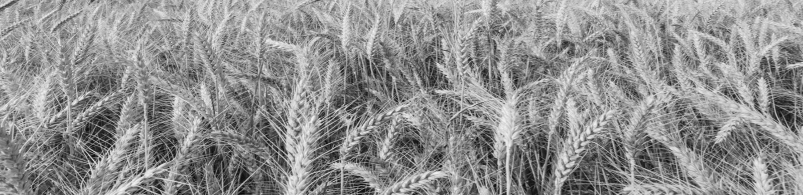 black and white close up photo of wheat