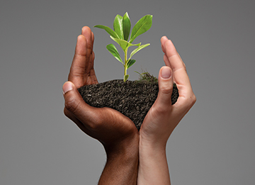 brown and white hand holding seedling